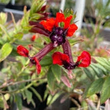 Image result for Cuphea llavea