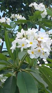 Frangipani Blooms Multiple Different Colors Available For This Tropical Ornamental Tree Same Flowers Frangipani Planting Flowers Tropical Garden