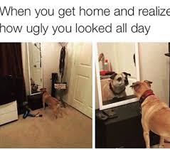 30 Hilarious Dog Memes That Will Make Your Day