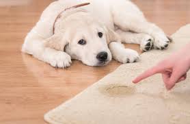 Both of these products can work together to tackle a tough scent that has been around for a long time. Pet Stain Removal Services In Your Local Area Rug Rangers