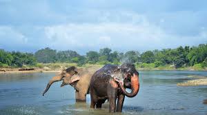 This hd wallpaper is about asian elephant, original wallpaper dimensions is 1680x1050px, file this image is for personal desktop wallpaper use only, if you are the author and find this image is. Asian Elephant Animal Pictures Chitwan National Park 1600x900 Wallpaper Teahub Io