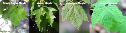 Being a maple tree it has the typical lobed leaf, with veins spreading out like the fingers of a hand and ending in five to nine lobes, with one lobe in the centre of the leaf. Red Maple Acer Rubrum L