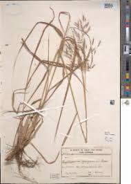 Image result for Capillipedium