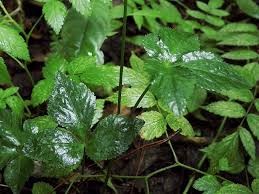 Image result for Sanicula elata