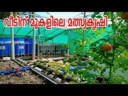 Aquaponics On Terrace Youtube