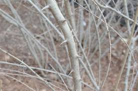 Image result for Ligustrum obtusifolium