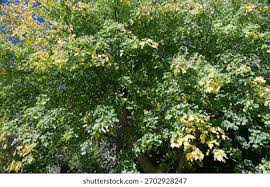 Image result for Sapindaceae