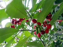 Image result for Rauvolfia nana