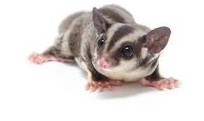 How To Put Sugar Gliders In A Bonding Pouch - Youtube