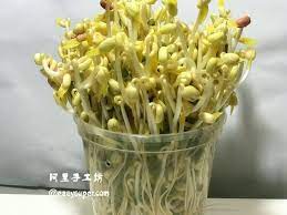 白胖綠豆芽怎麼種 diy用保特瓶種白胖綠豆芽 如何在家種豆芽 how to grow bean sprouts at home 阿里手工坊 stir