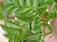 Image result for Deinbollia