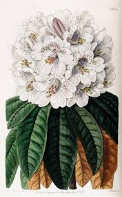 Tree Rhododendron Rhododendron Arboreum Var Cinnamomeum Circa 1837 Pretty Flowers Pictures Botanical Illustration Botanical Flowers