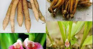 Seperti hujan jatuh ke pasir/ seperti mencurahkan air ke daun keladi. Herbs Trove Temu Kunci Boesenbergia Rotunda