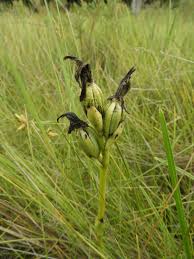 Image result for Phaius occidentalis