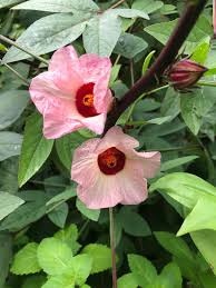Image result for Hibiscus sabdariffa