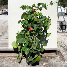 Image result for Stictocardia beraviensis