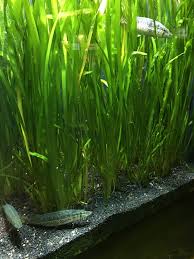 Grass Pickerel Ok Where D They Go Freshwater Aquarium Plants Aquarium Grass Planted Aquarium