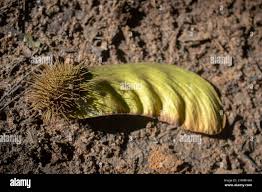 Image result for Centrolobium