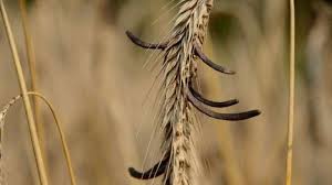 Les pertes peuvent atteindre 10 q/ha en blé tendre et 35 en blé dur si la fonte de semis a été très importante. Resultats De Recherche Par Culture Ou Theme