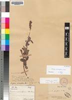 Image result for Eriosema parviflorum