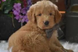 Find goldendoodle puppies for sale near me. F2b Mini Goldendoodle Puppies For Sale Top 6 Breeders 2021 We Love Doodles