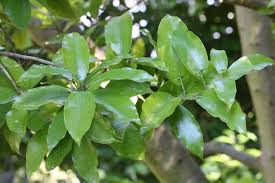 Image result for Synandrodaphne paradoxa