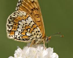 Image result for Melitaea cinxia
