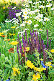 In the warmest areas, they're wintertime bloomers. Best Perennial Plant Combinations Better Homes Gardens