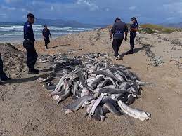 We link to the best sources from around the world. Dozens Of Headless Sharks Found Dumped On Cape Town Beach Smart Eagles