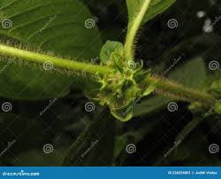 Image result for Sabicea