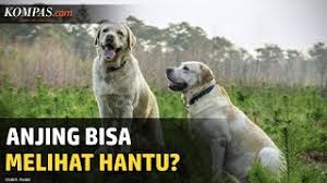 Check spelling or type a new query. Benarkah Anjing Bisa Lihat Hantu Halaman All Kompas Com