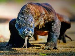 Perkembangbiakan tak kawin (vegetatif) merupakan perkembangbiakan yang tanpa didahului perkembangbiakan tak kawin pada tumbuhan dapat terjadi baik secara alami maupun secara buatan. Perbedaan Antara Komodo Kadal Dan Cicak Farof Blog