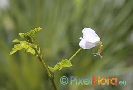 Image result for Hibiscus meyeri