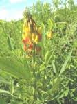 Image result for Crotalaria goreensis