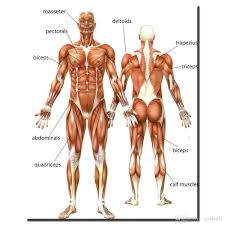 The human muscular system is an organ system composed of skeletal muscles, smooth muscles, and cardiac muscles. The Human Anatomy Muscles Anatomy Drawing Diagram