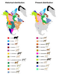 Interior Alaskan Wolf Wikipedia