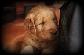 A forum for our new members, and their golden. Pollys 4 Week Old Akc Dark Red Golden Retriever Puppies Are Growing Cuter By The Day Windy Knoll Golden Retrievers