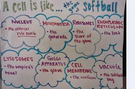 Cellular structure and function projects five project options. Plant Cell City Analogy Shefalitayal