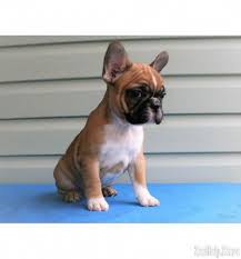 Frenchies makes good apartment dogs, but also enjoy roaming outside on a leash. French Bulldog Puppies For Sale In New York French Bulldog Puppies For Sale In New York State F French Bulldog Puppies French Bulldog French Bulldog Rescue