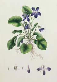 Violets Art Print By English School Botanical Drawings Botanical Art Botanical Illustration