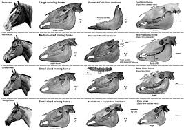 The tarpan is a prehistoric wild horse type. Main Skull Mandible Characters And Shapes Mandible And Cranium Heights Download Scientific Diagram