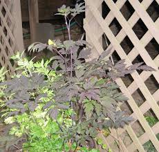Its ferny foliage adds great texture to the shade garden. Actaea Simplex Syn Cimicifuga Racemosa Hillside Black Beauty Black Bugbane Far From Loam