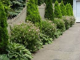 Hostas And Evergreens Lining The Driveway Fence Backyard Landscaping Backyard Landscaping Designs Outdoor Landscaping