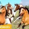 Springtime at the horse ranch. Https Encrypted Tbn0 Gstatic Com Images Q Tbn And9gcqnpocnibqwnprrwmmeq Fld5uk57aightrz7ia2zgmojyrcr5p Usqp Cau