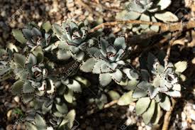 Image result for Phragmanthera cornetii