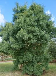 Image result for Rinorea angustifolia