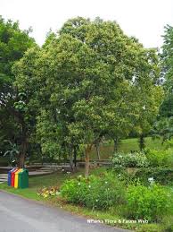 Image result for Trisetopsis milanjianum