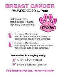 And because cats have a tendency to mask illnesses, it can be harder to detect. Mammary Cancer Breast Cancer The Pet Clinic Of Urbana Facebook
