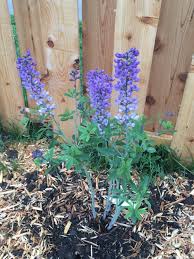 Erleben sie günstige preise und viele kostenlose extras wie proben & zeitschriften. Photo Of The Entire Plant Of Wild Indigo Baptisia Purple Smoke Posted By Gardening Adventure Garden Org