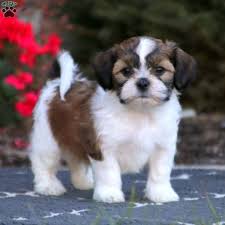The bichon frise and the shih tzu combined and. Teddy Bear Puppies For Sale Shichon Puppies Greenfield Puppies